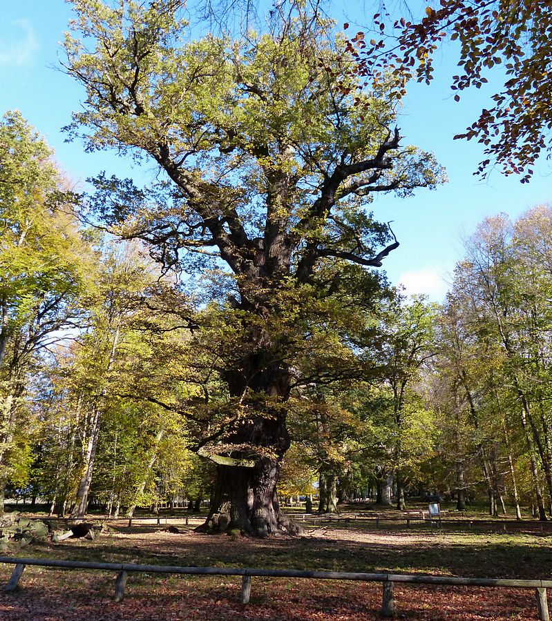 Ivenacker Eichen  Ivenacker Eichen