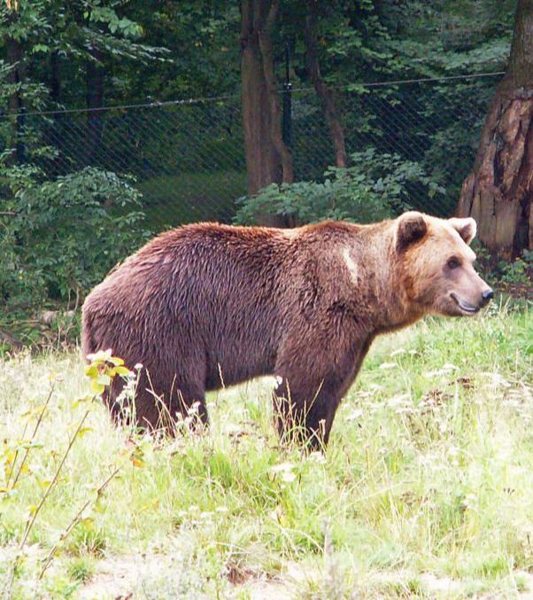 Bär im Bärenwald Müritz in Stuer Bär im Bärenwald Müritz in Stuer