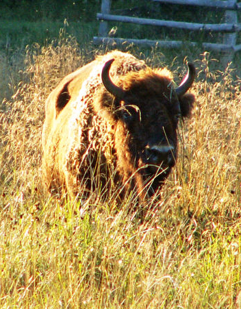 Wisentreservat auf dem Damerower Werder Wisentreservat auf dem Damerower Werder