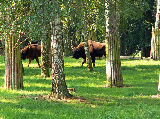 Wisent Reservat Damerow