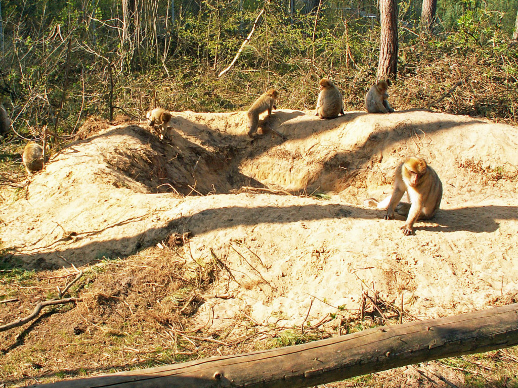 Berberaffen im Affenwald