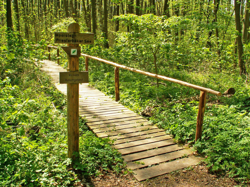Müritz-Nationalpark - Moorsteg zum Priesterbaeker See