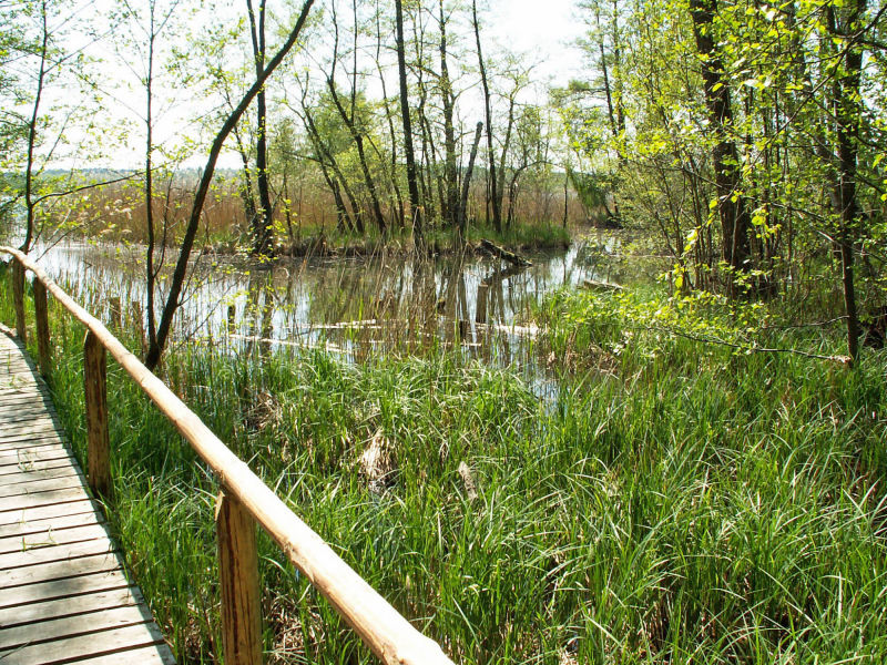 Am Priesterbaeker See im Müritz-Nationalpark