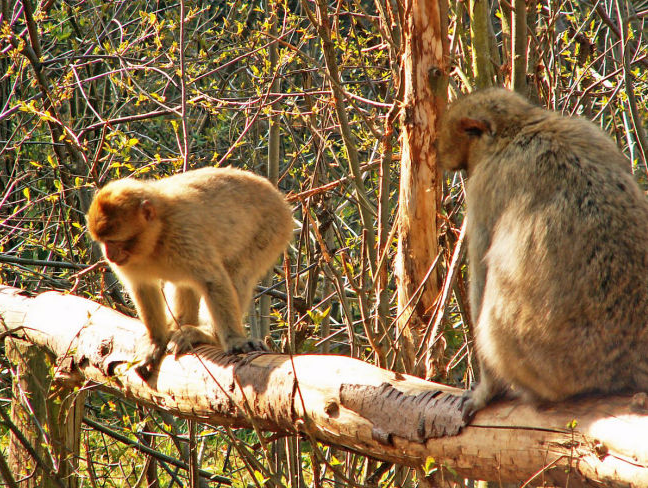 Affenwald und Sommerrodelbahn in Malchow