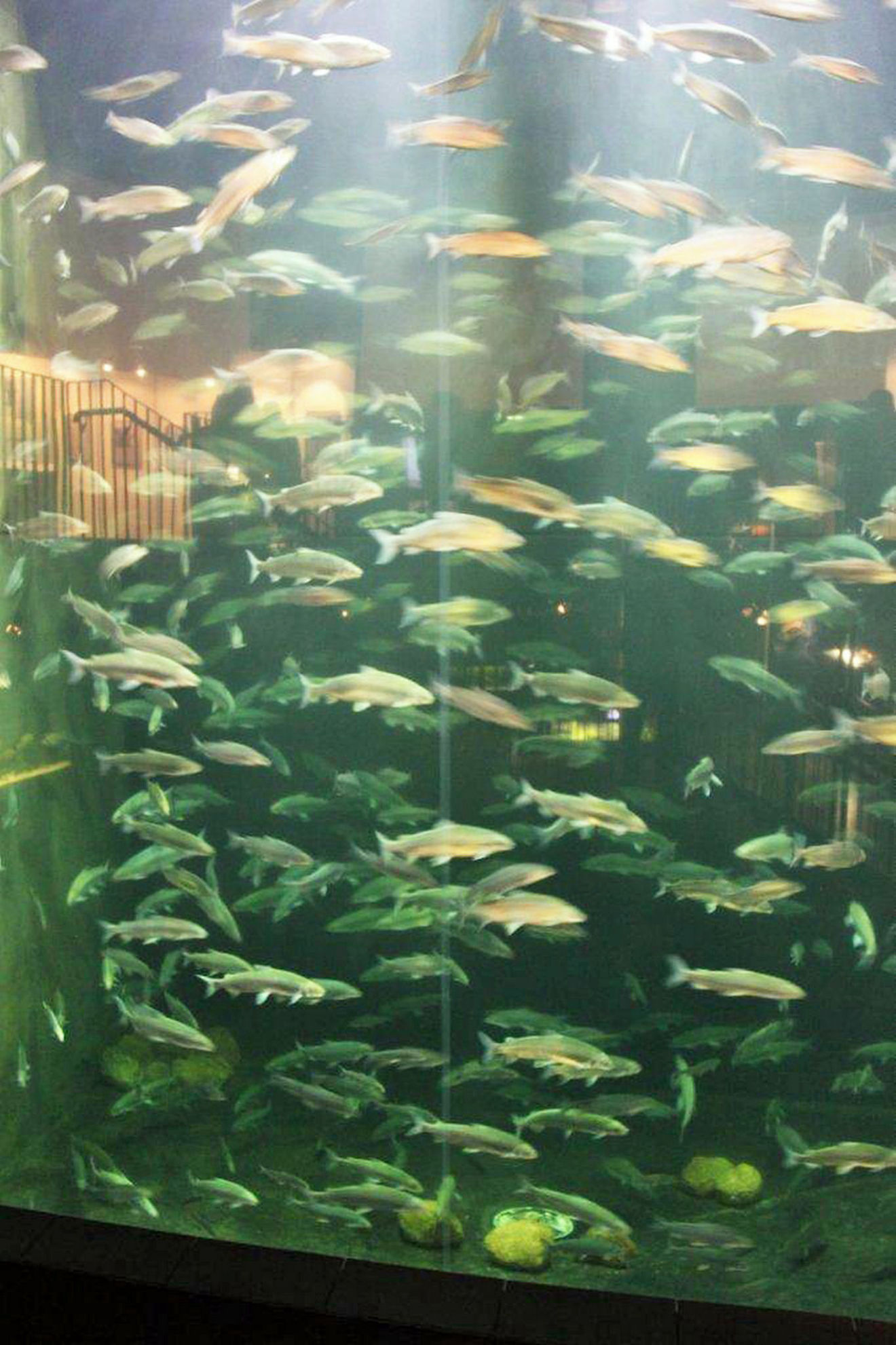 Aquarium im Müritzeum (Bild: Andreas Rösch) Aquarium im Müritzeum (Bild: Andreas Rösch)